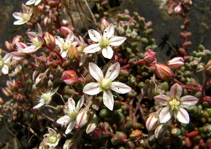 Flore de la Corse