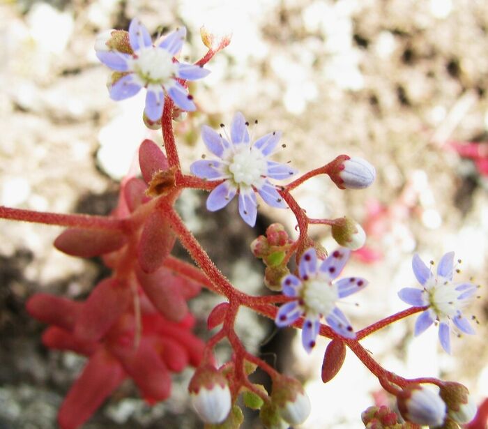 Flore de la Corse