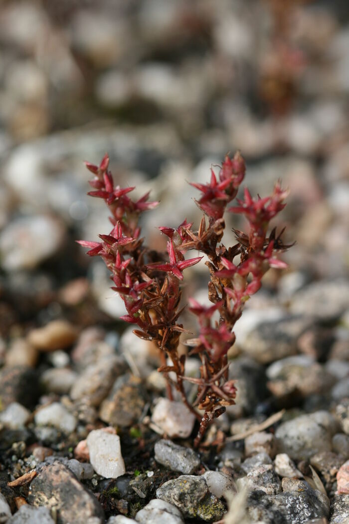 Flore de la Corse