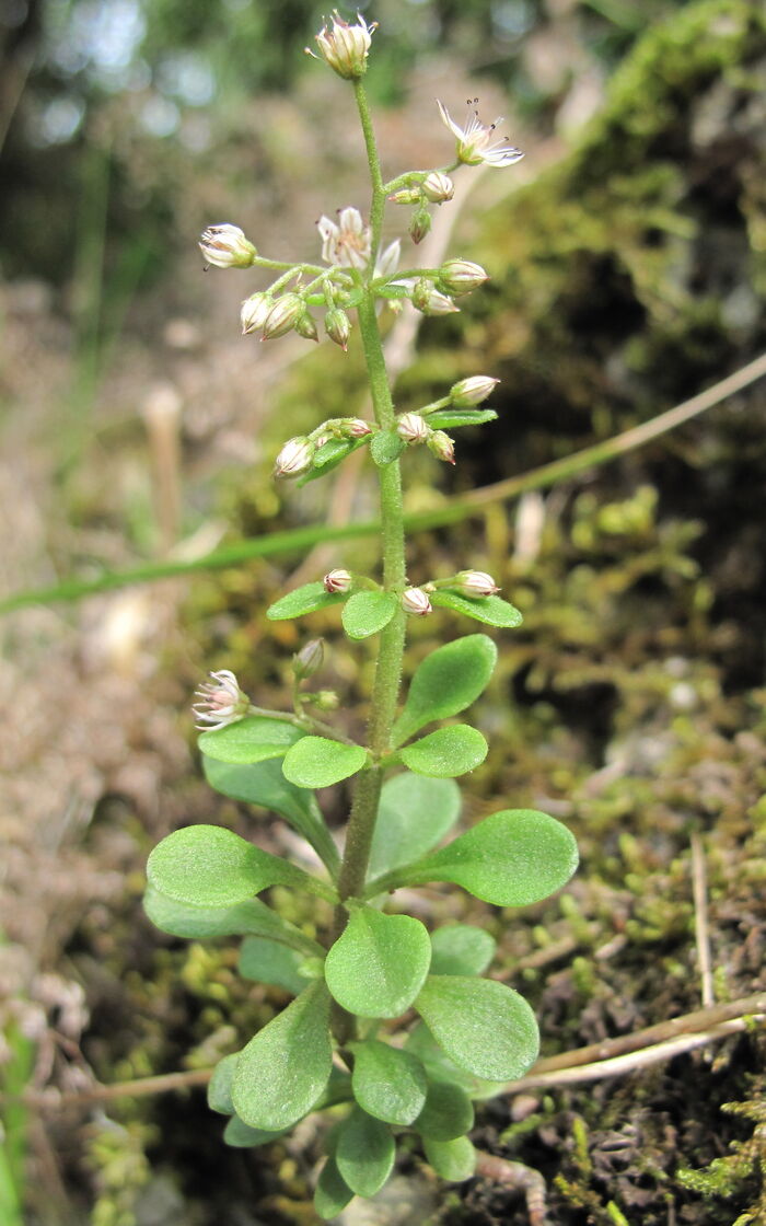 Flore de la Corse