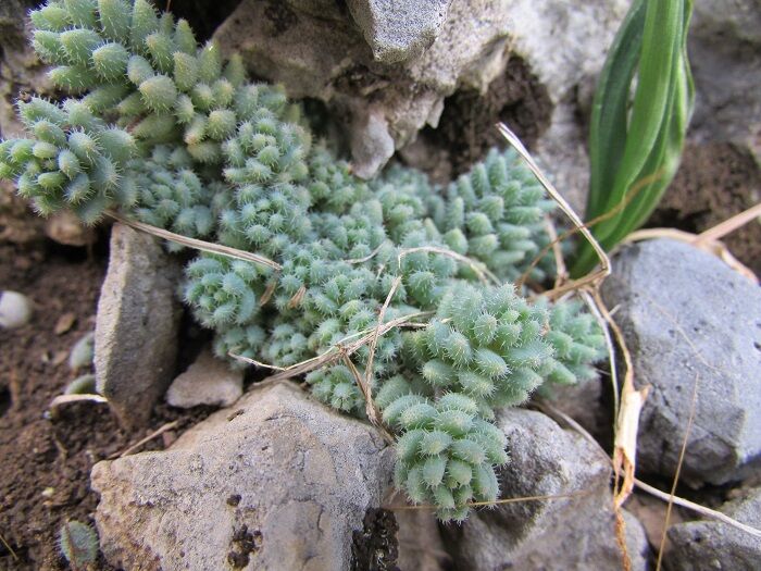 Flore de la Corse