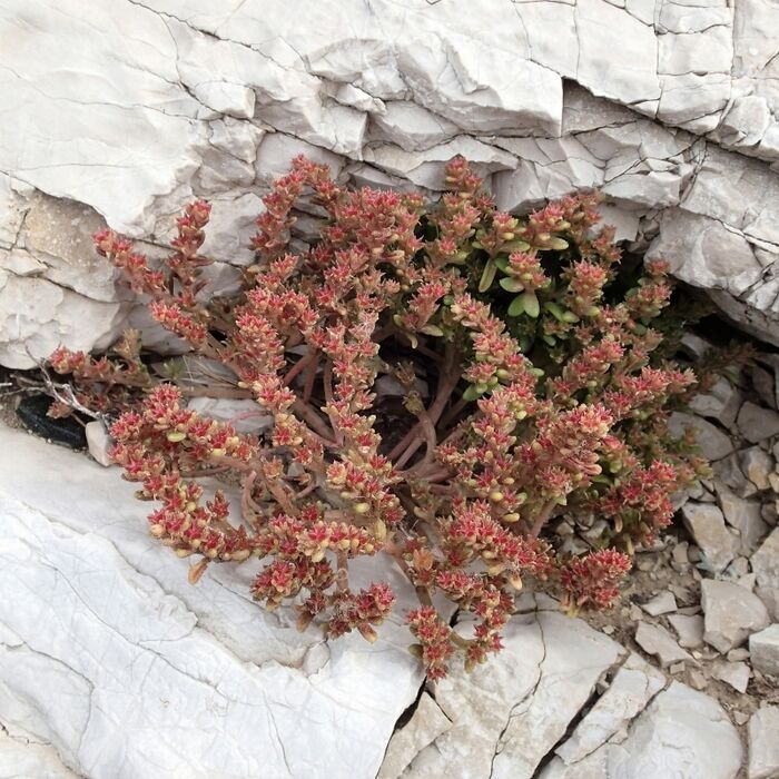 Flore de la Corse