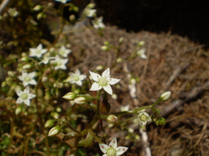 Flore de la Corse