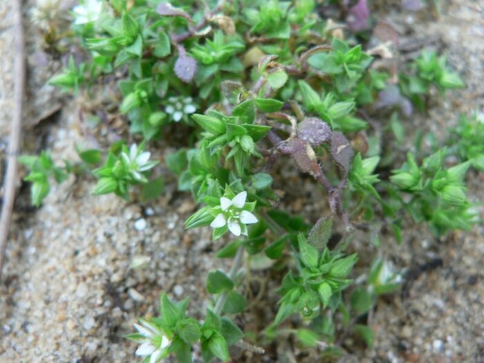 Flore de la Corse