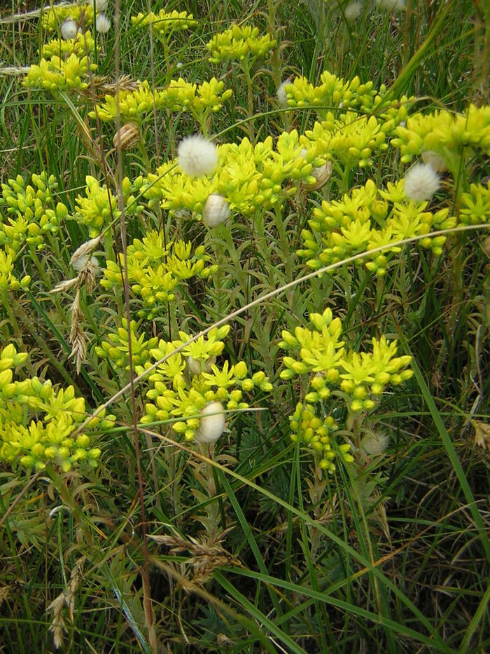 Flore de la Corse