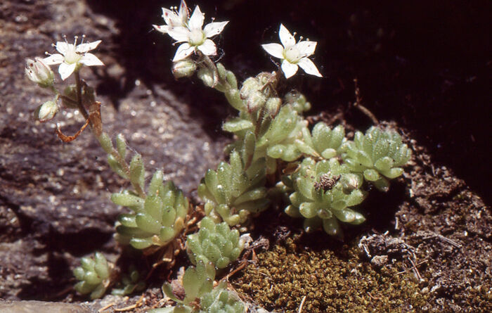 Flore de la Corse