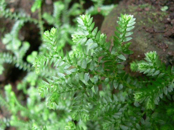 Flore de la Corse