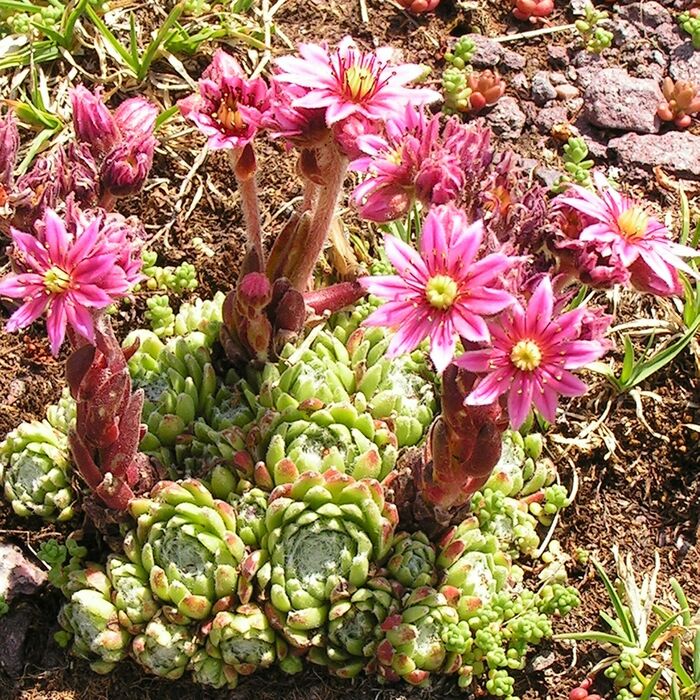 Flore de la Corse