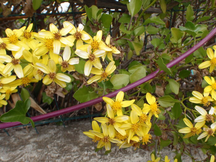 Flore de la Corse