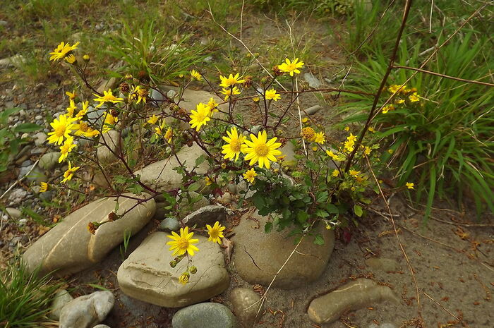 Flore de la Corse