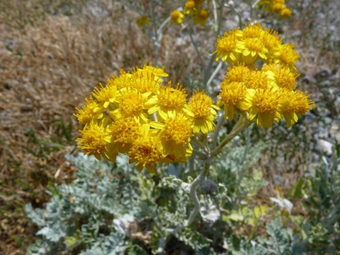 Flore de la Corse