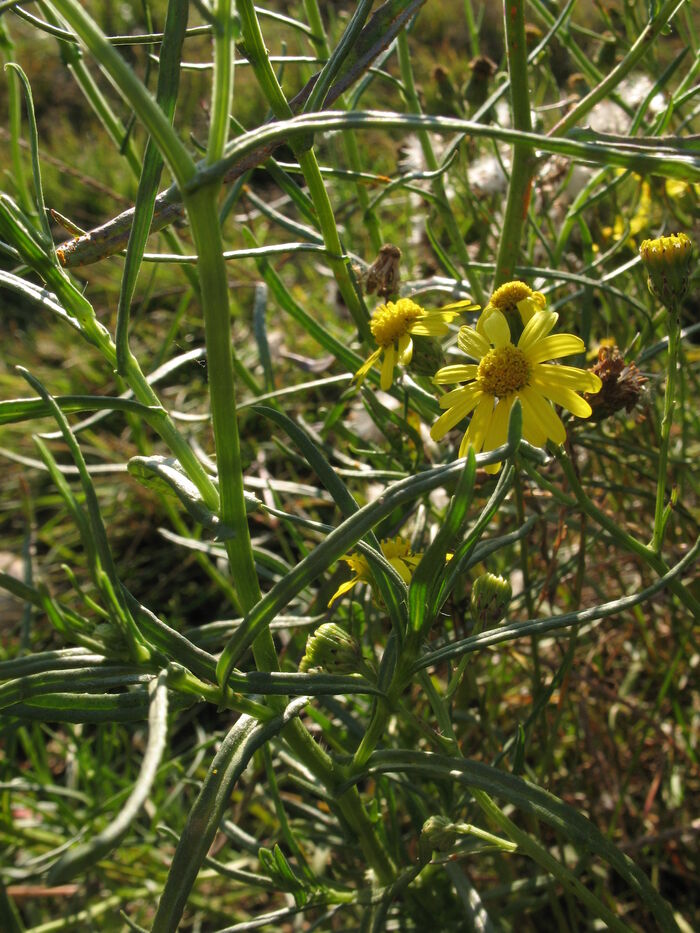 Flore de la Corse