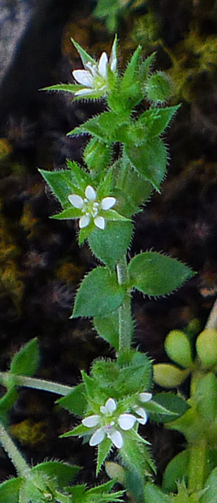 Flore de la Corse