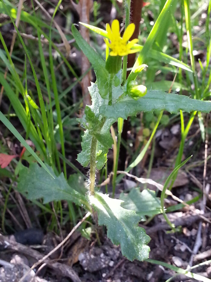 Flore de la Corse