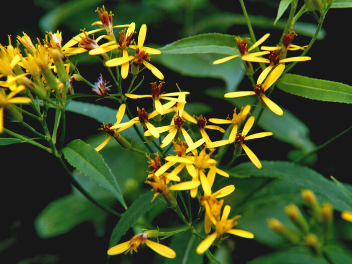 Flore de la Corse