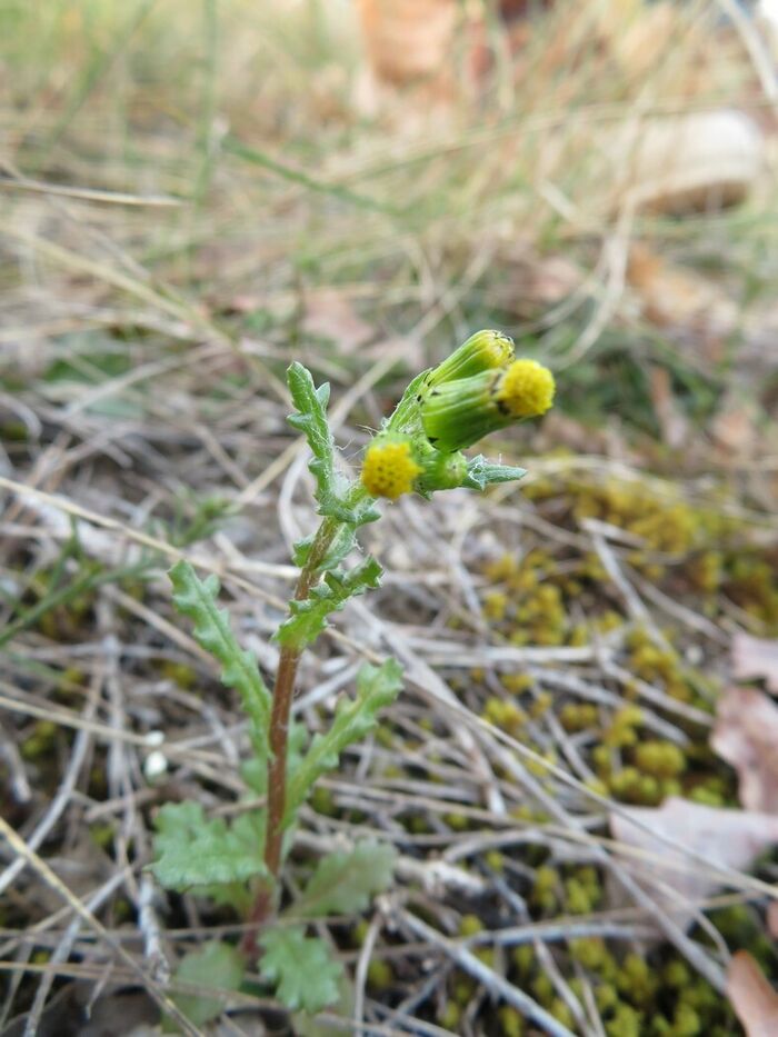 Flore de la Corse