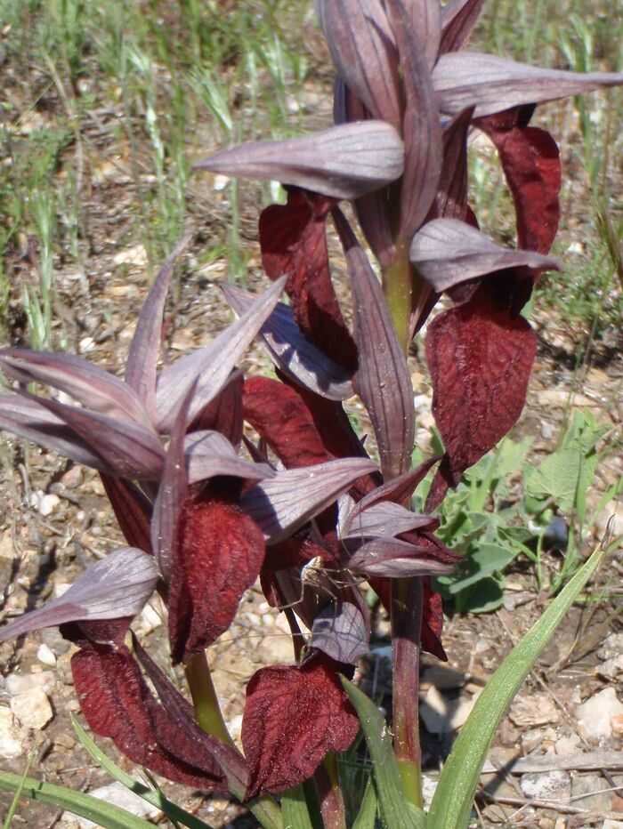 Flore de la Corse