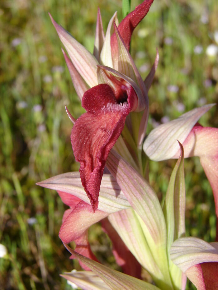 Flore de la Corse