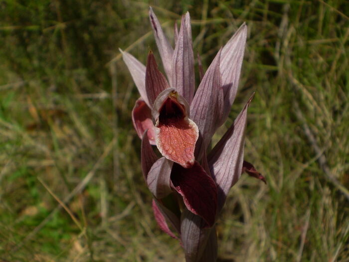 Flore de la Corse