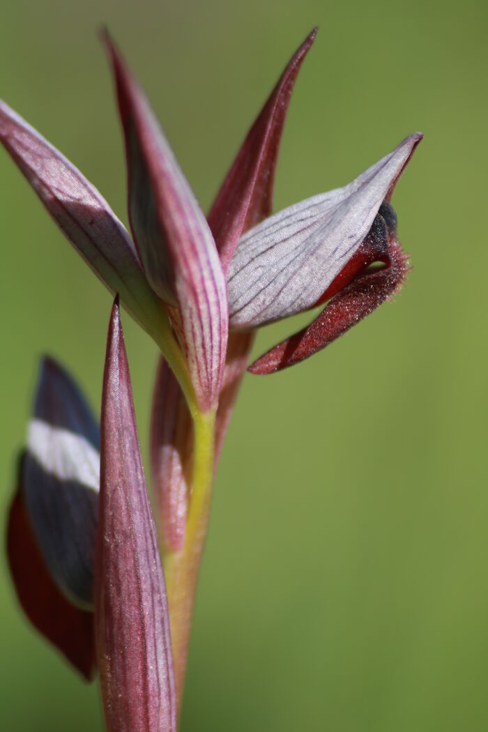 Flore de la Corse