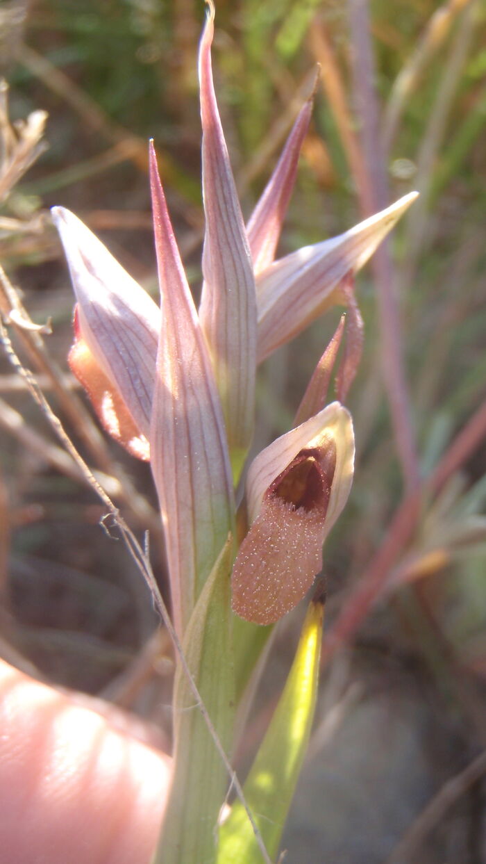 Flore de la Corse