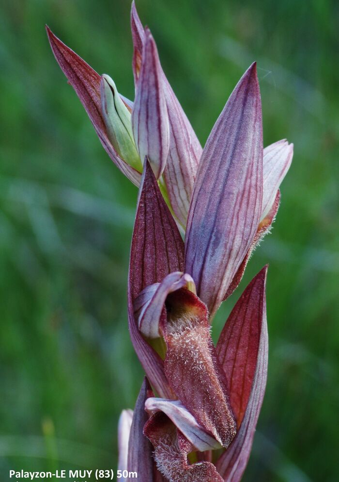 Flore de la Corse