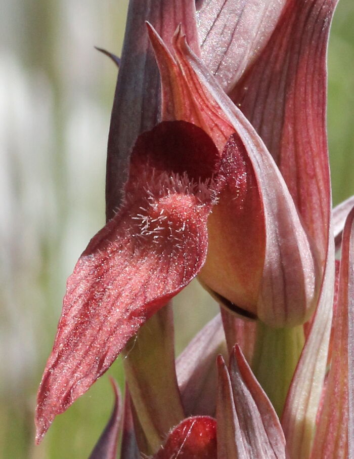 Flore de la Corse