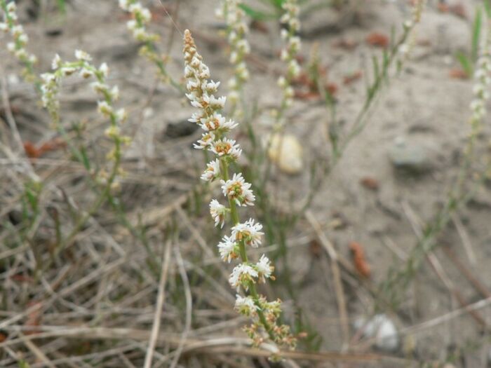 Flore de la Corse