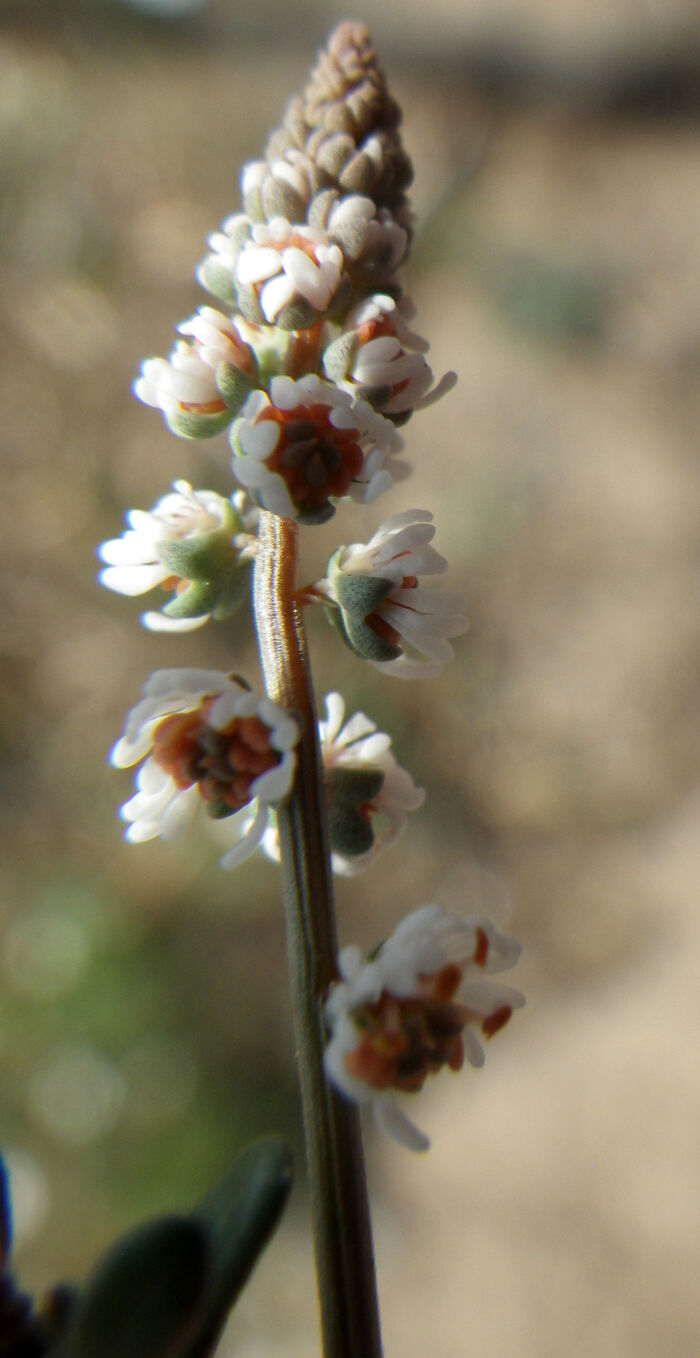 Flore de la Corse