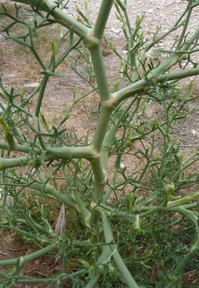 Flore de la Corse