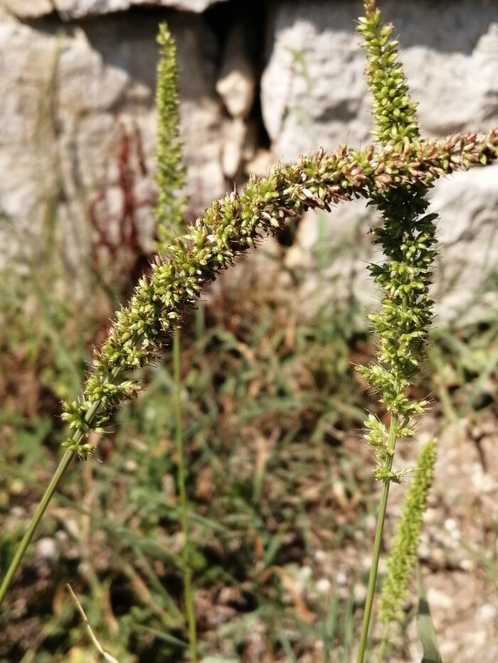 Flore de la Corse