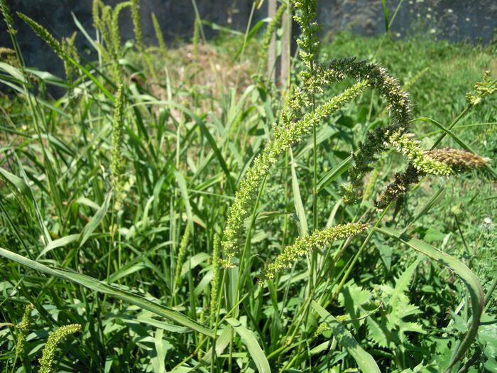 Flore de la Corse