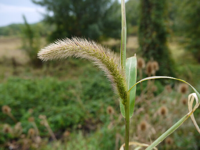 Flore de la Corse