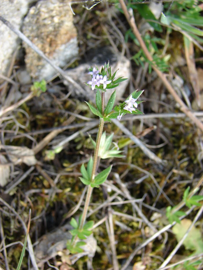 Flore de la Corse