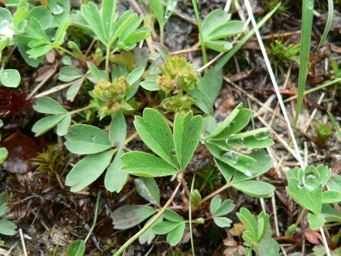 Flore de la Corse