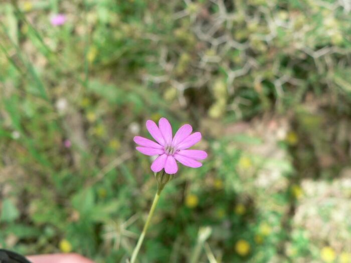 Flore de la Corse