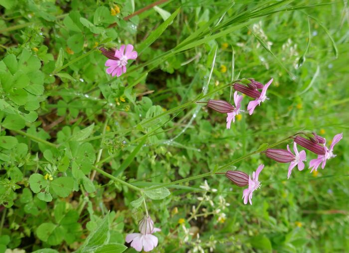 Flore de la Corse