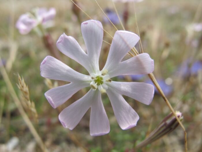 Flore de la Corse