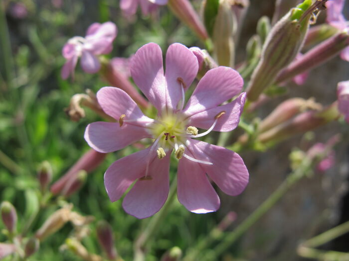 Flore de la Corse