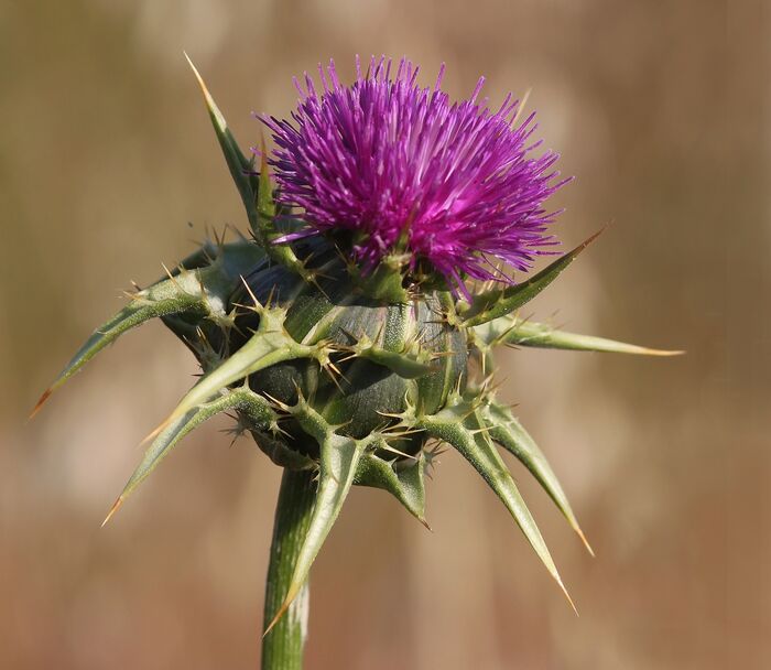 Flore de la Corse