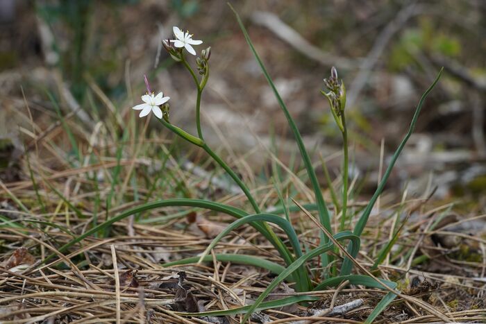 Flore de la Corse