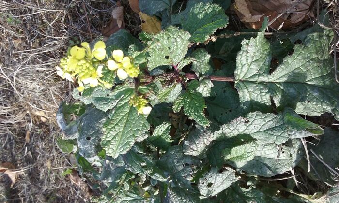 Flore de la Corse