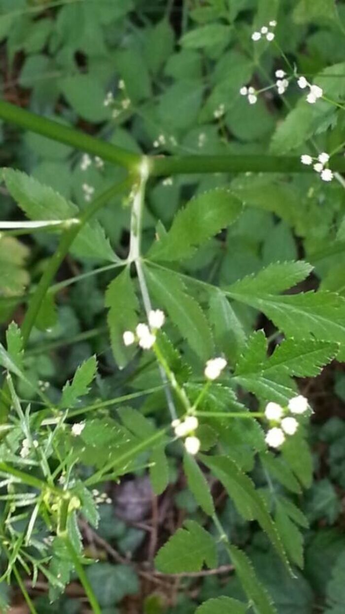 Flore de la Corse