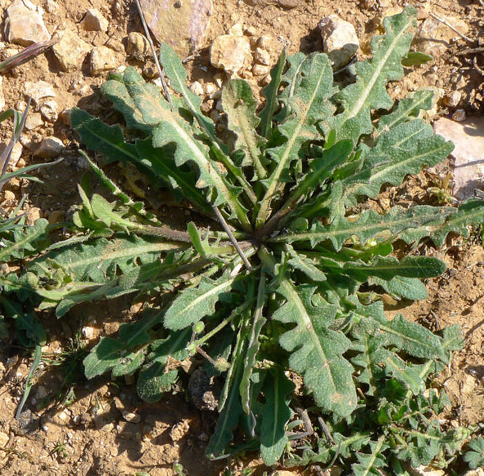 Flore de la Corse