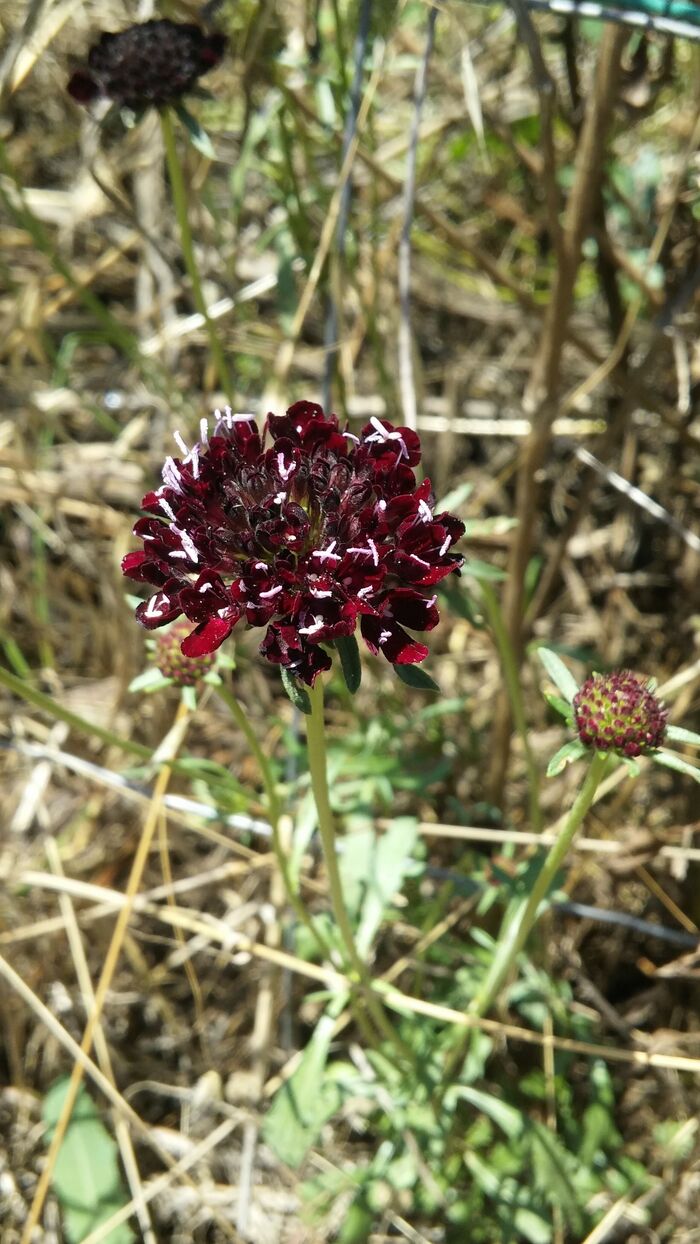 Flore de la Corse