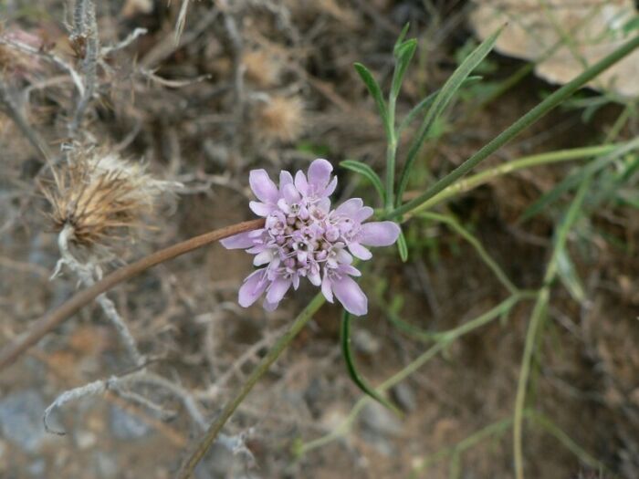 Flore de la Corse