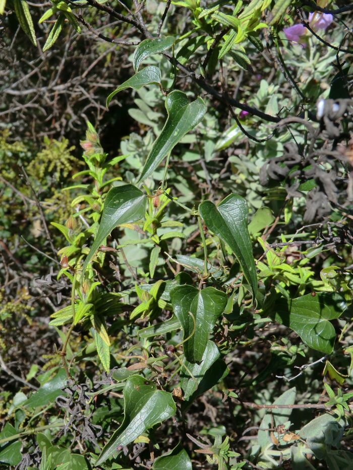 Flore de la Corse