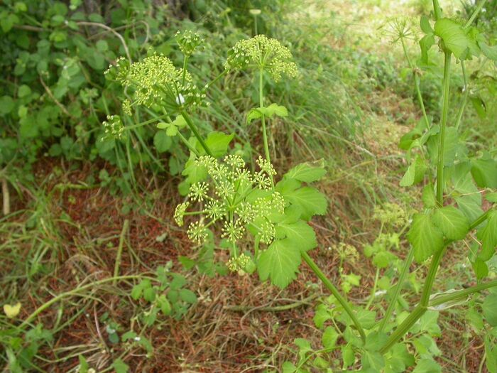 Flore de la Corse