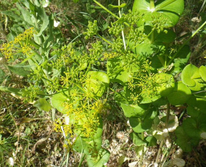 Flore de la Corse