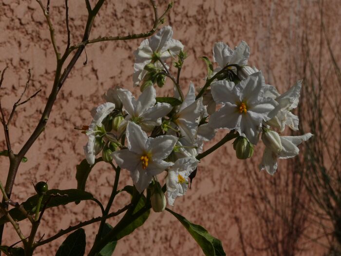 Flore de la Corse